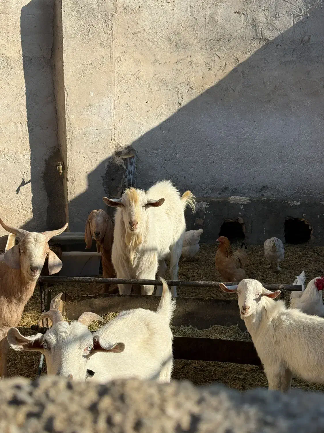 نر بز نژاد ثانن سن 11 ماهه|حیوانات مزرعه|گناباد, |دیوار