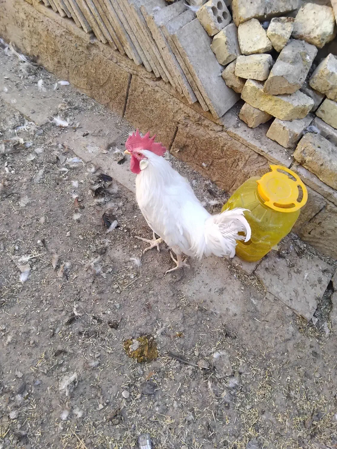 خروس|حیوانات مزرعه|برخوار, |دیوار