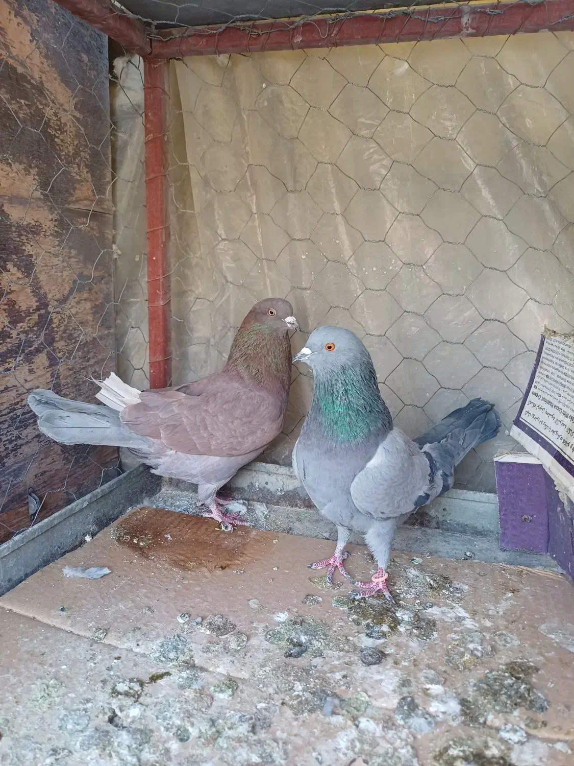 کبوتر پرشی|حیوانات|اصفهان, پوریای ولی|دیوار