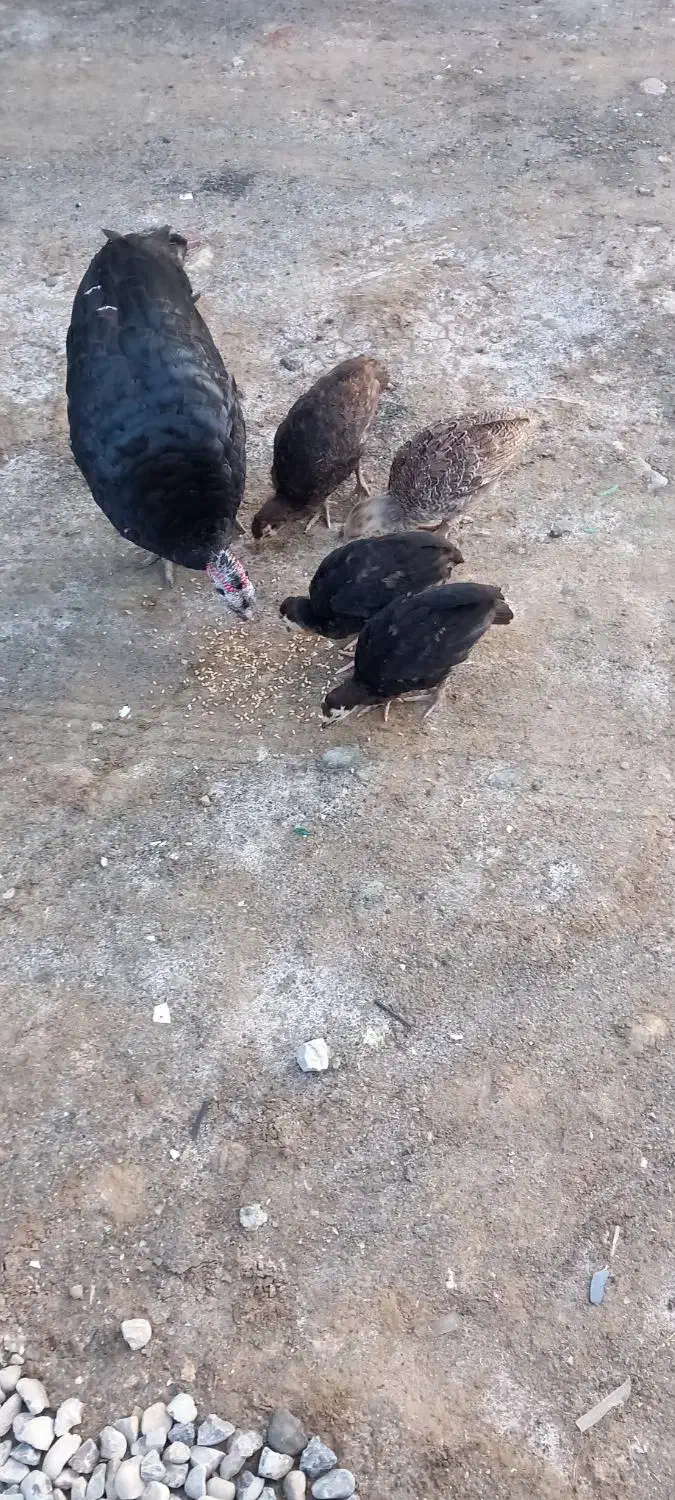 بوقلمون|پرنده|گمیشان, |دیوار