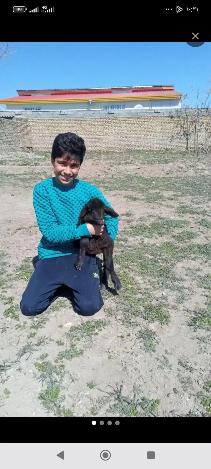 بره نره فروشی توضیحات ببین|حیوانات مزرعه|هشتگرد, هشتگرد قدیم|دیوار