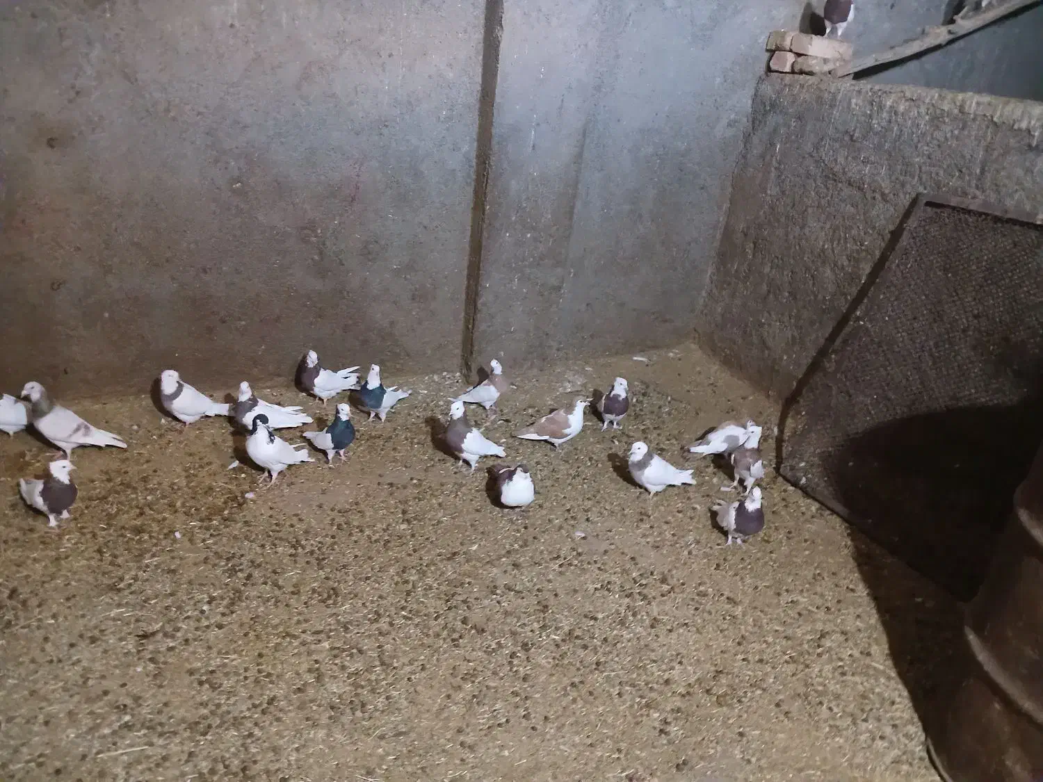 کبوتر رنگی|پرنده|عطاملک, |دیوار