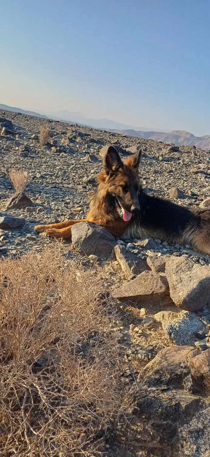 توله سگ ژرمن شولاین|سگ|جیرفت, |دیوار