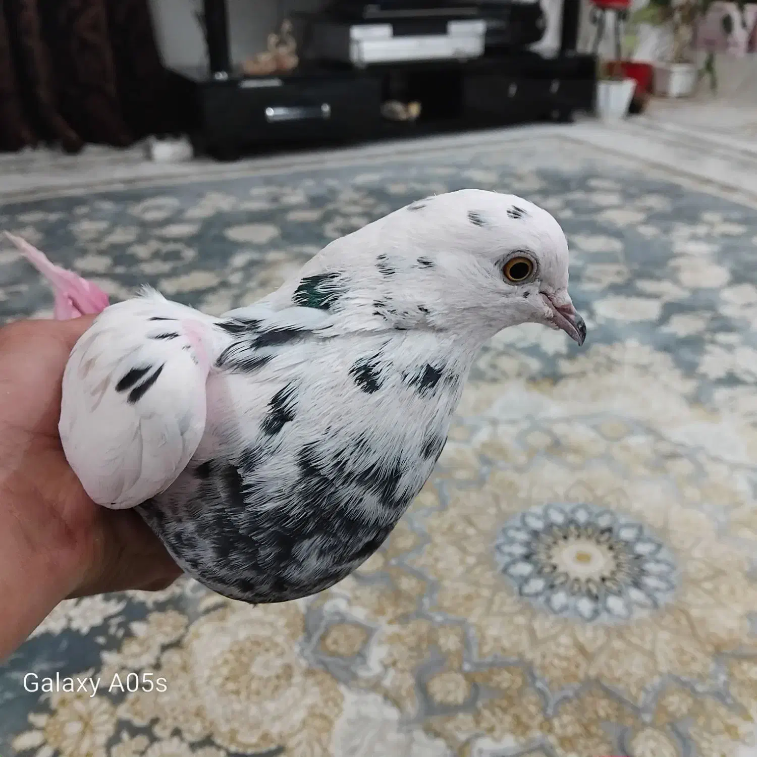 گفتر سوسک نر تهرانی|حیوانات|شاهرود, |دیوار