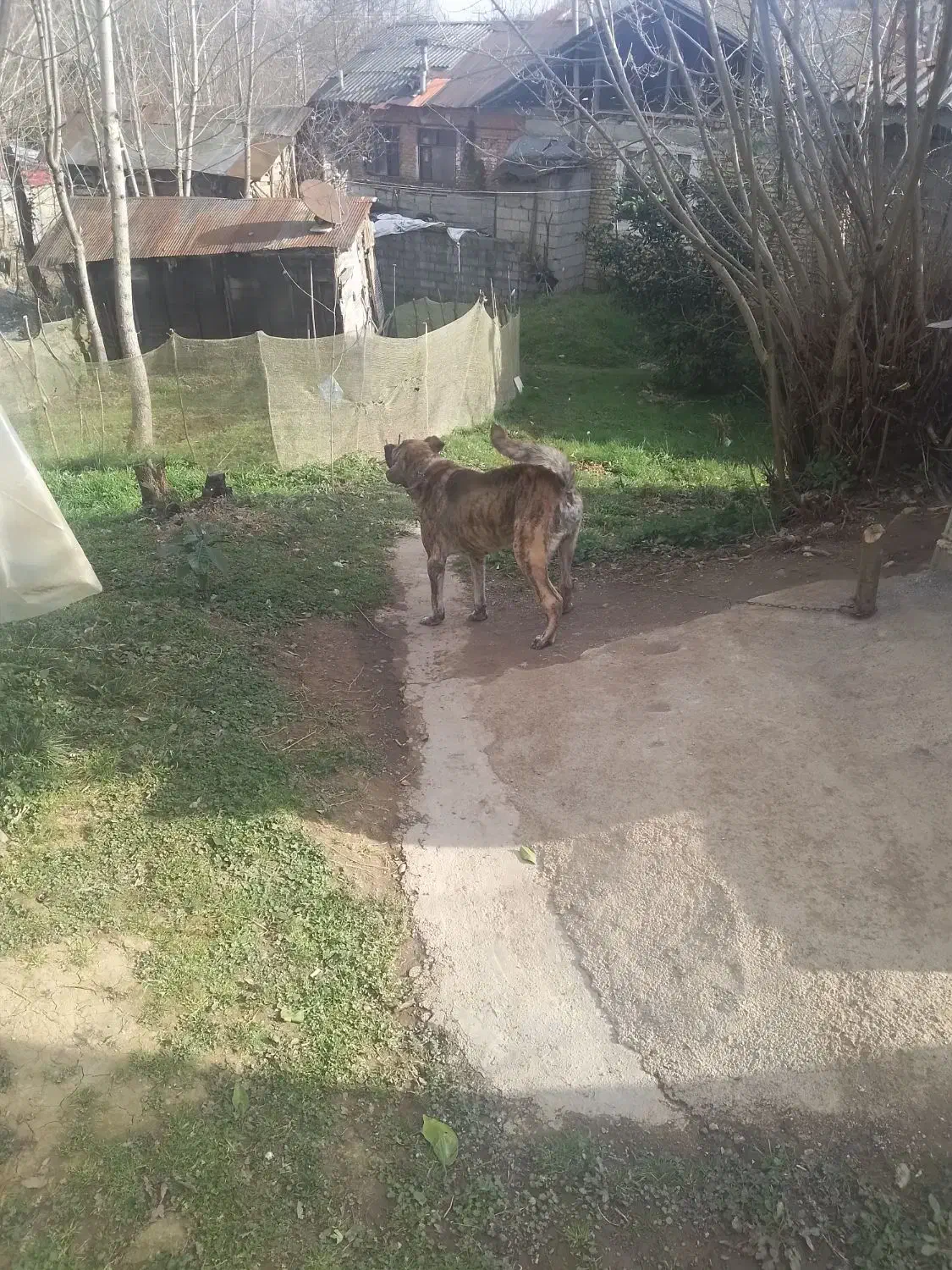 سگ سرابی|سگ|اطاقور, |دیوار