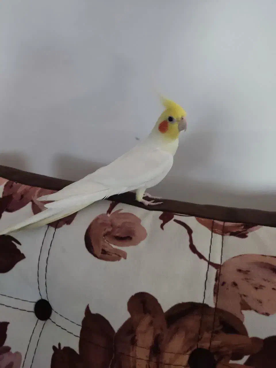 عروس هلندی نر بالغ|پرنده|گرگان, |دیوار