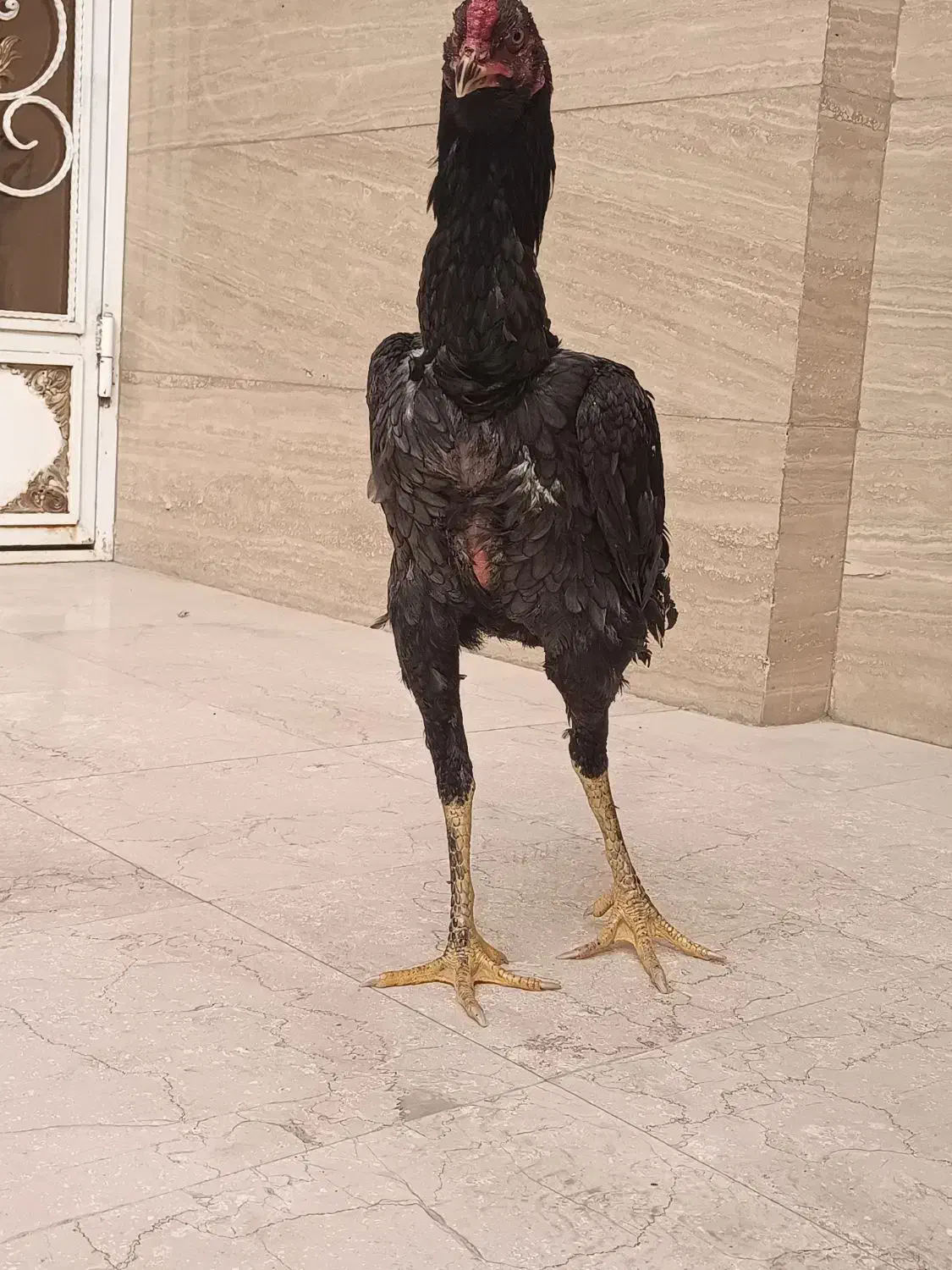 خروس لاری افغان|حیوانات مزرعه|قرچک, داوود آباد|دیوار