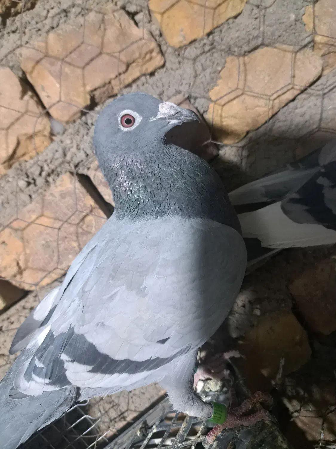 کبوتر پلاکی مسافتی بازرگان نشسته|پرنده|گناباد, |دیوار