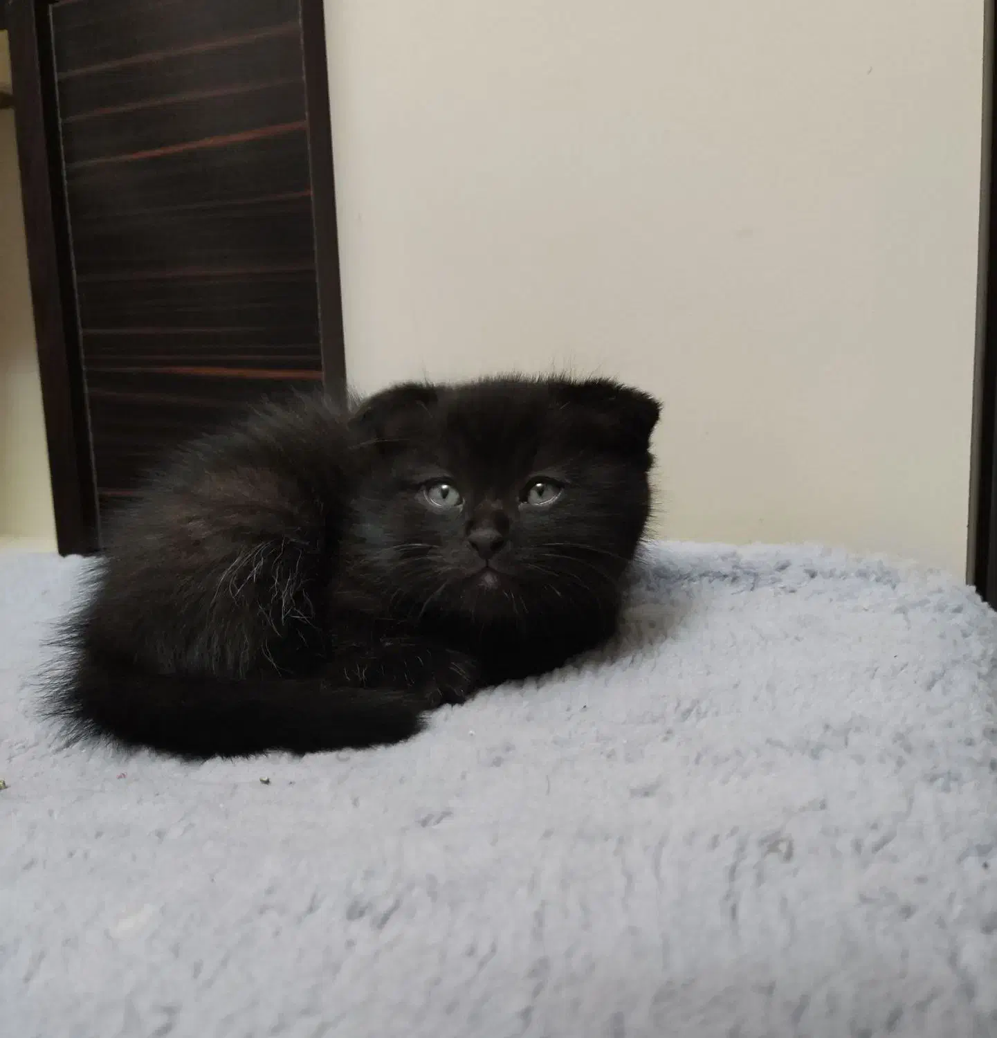 گربه اسکاتیش مو بلند|گربه|تبریز, |دیوار