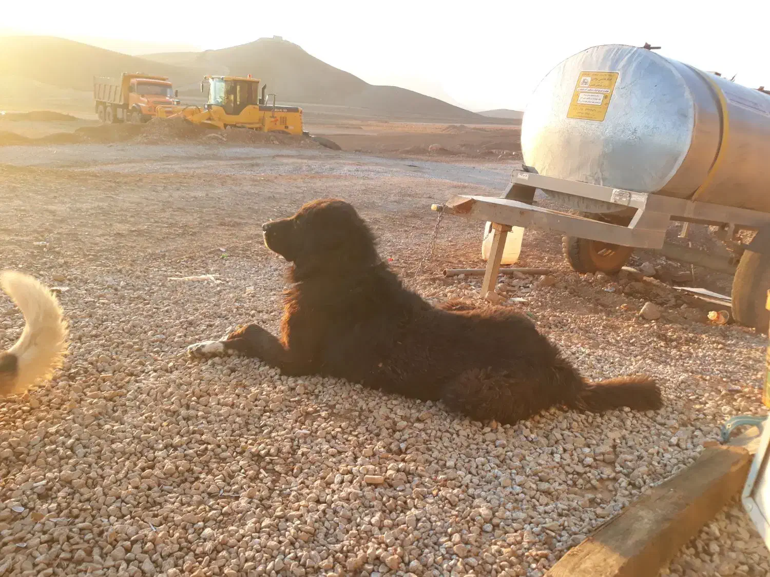 سگ گله|سگ|فرخ‌شهر, |دیوار