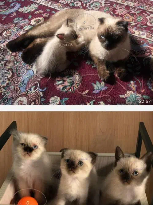 بچه گربه اسکاتیش|گربه|آمل, |دیوار