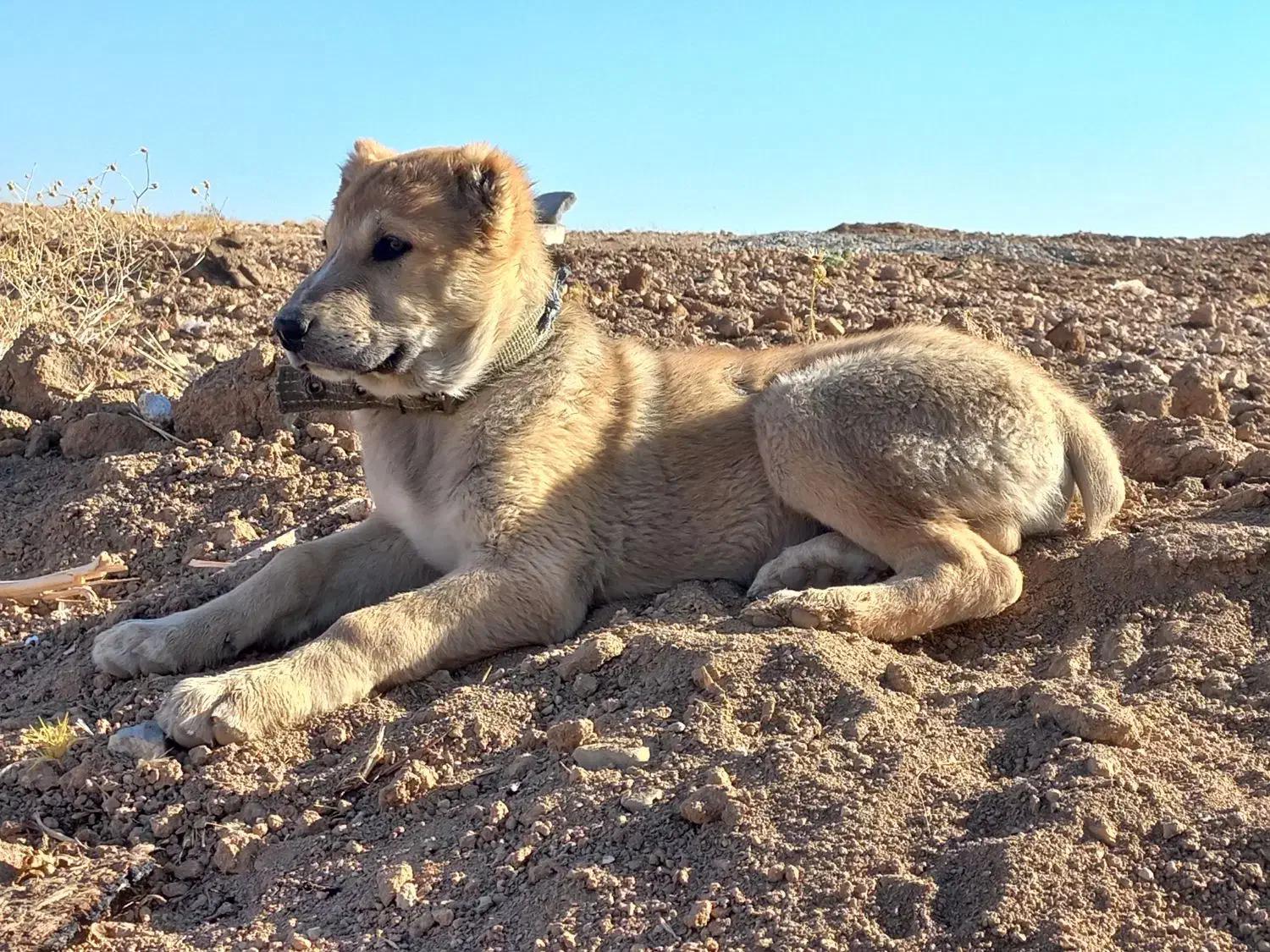 توله سگ سرابی نر اصیل|سگ|کرمانشاه, |دیوار