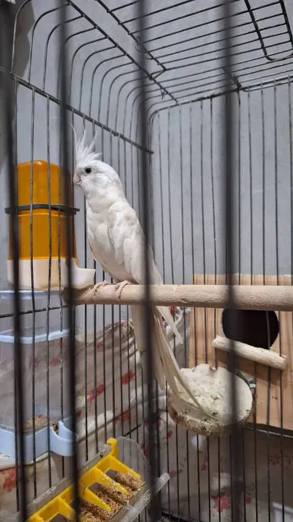 عروس هلندی آلبینو مولد|پرنده|سیراف, |دیوار