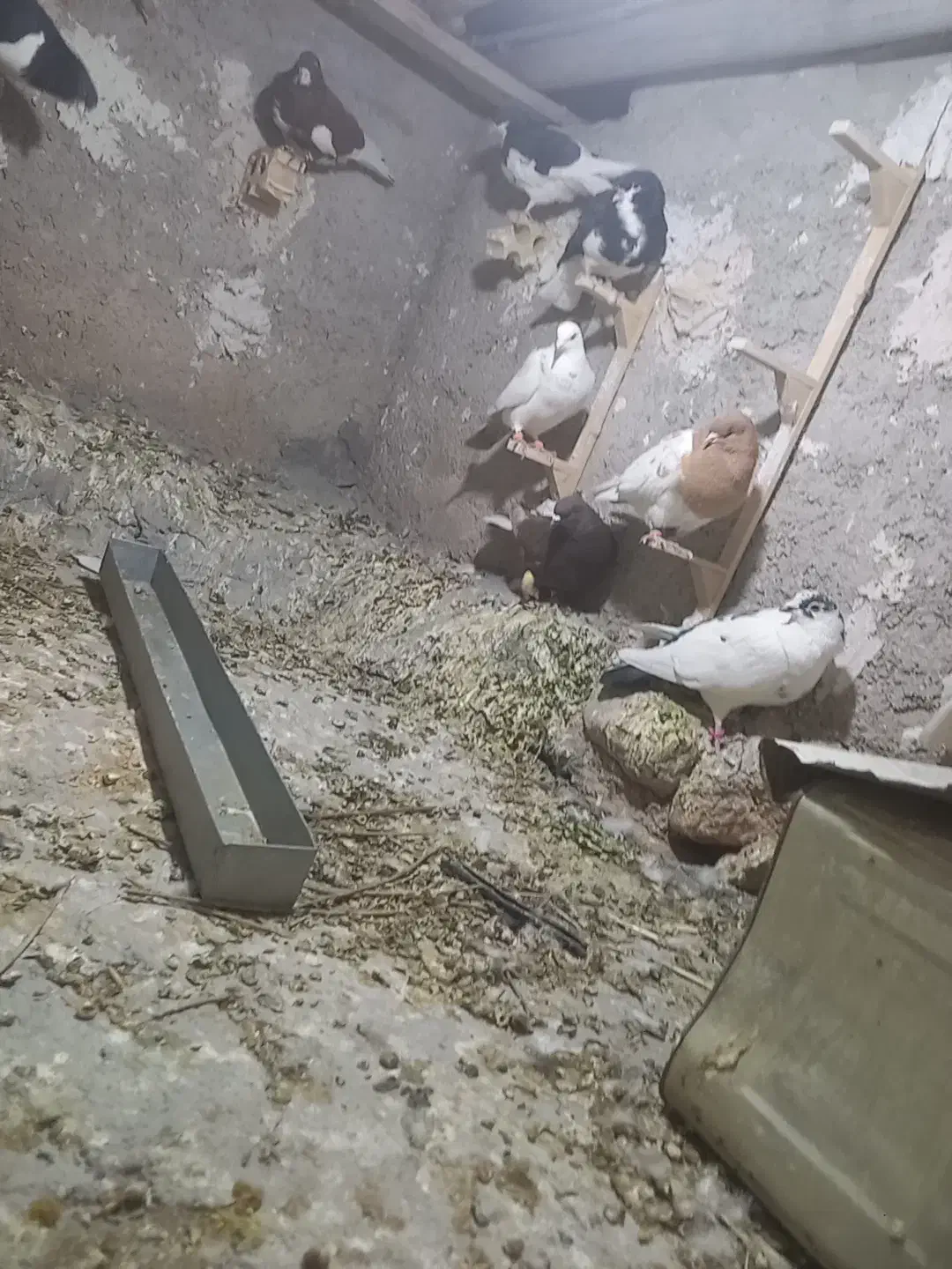 کبوتر|پرنده|نی‌ریز, |دیوار