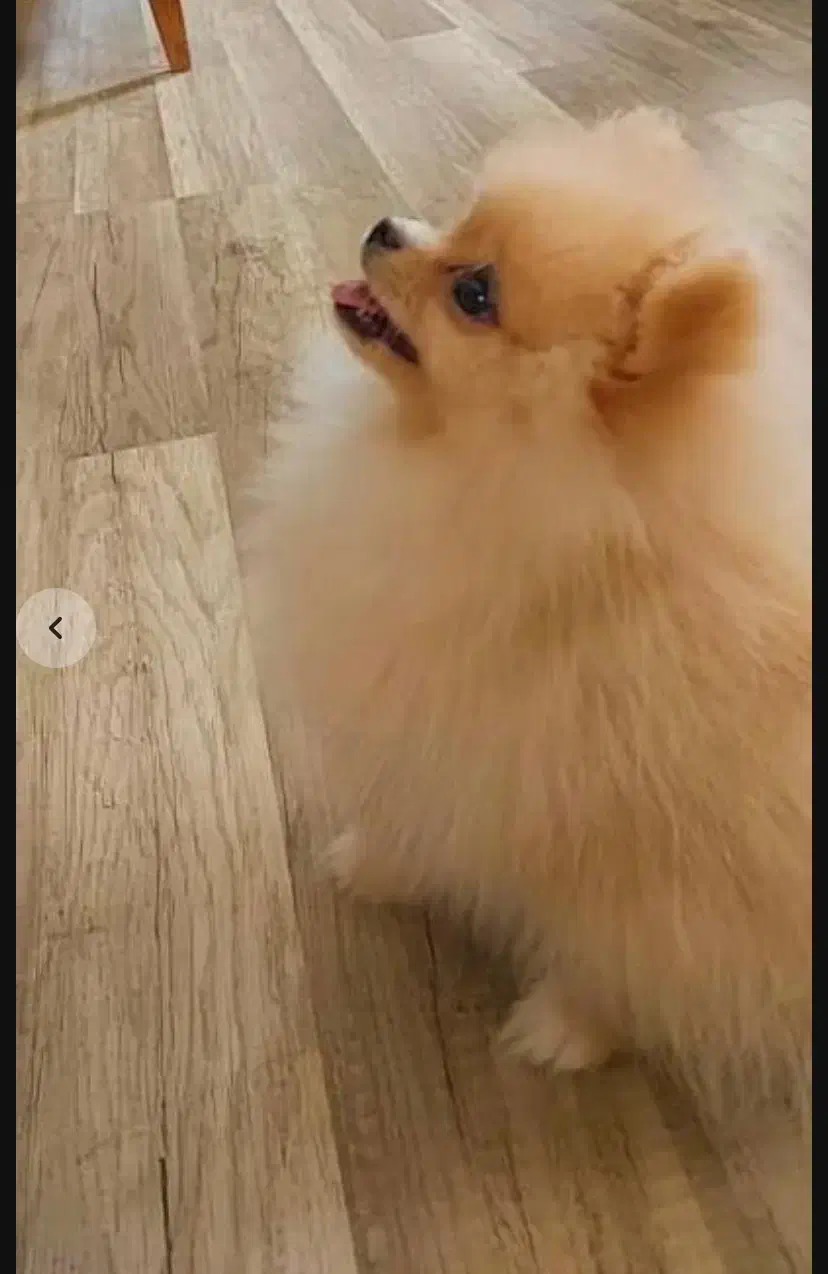 پامر یساله|سگ|رشت, سیا اسطلخ|دیوار