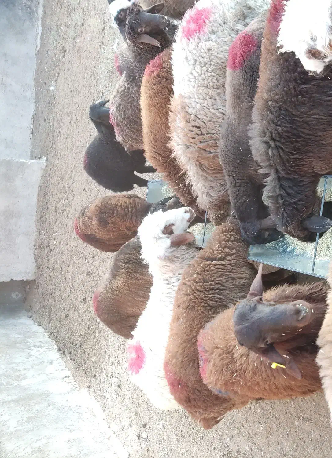 بره|حیوانات مزرعه|قوچان, |دیوار