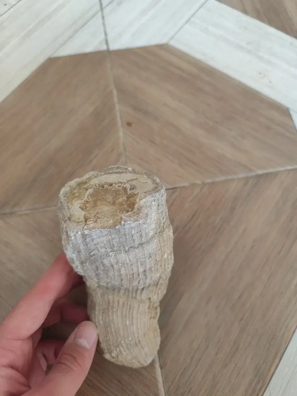 فسیل|کلکسیون اشیاء عتیقه|شیراز, باغ تخت|دیوار