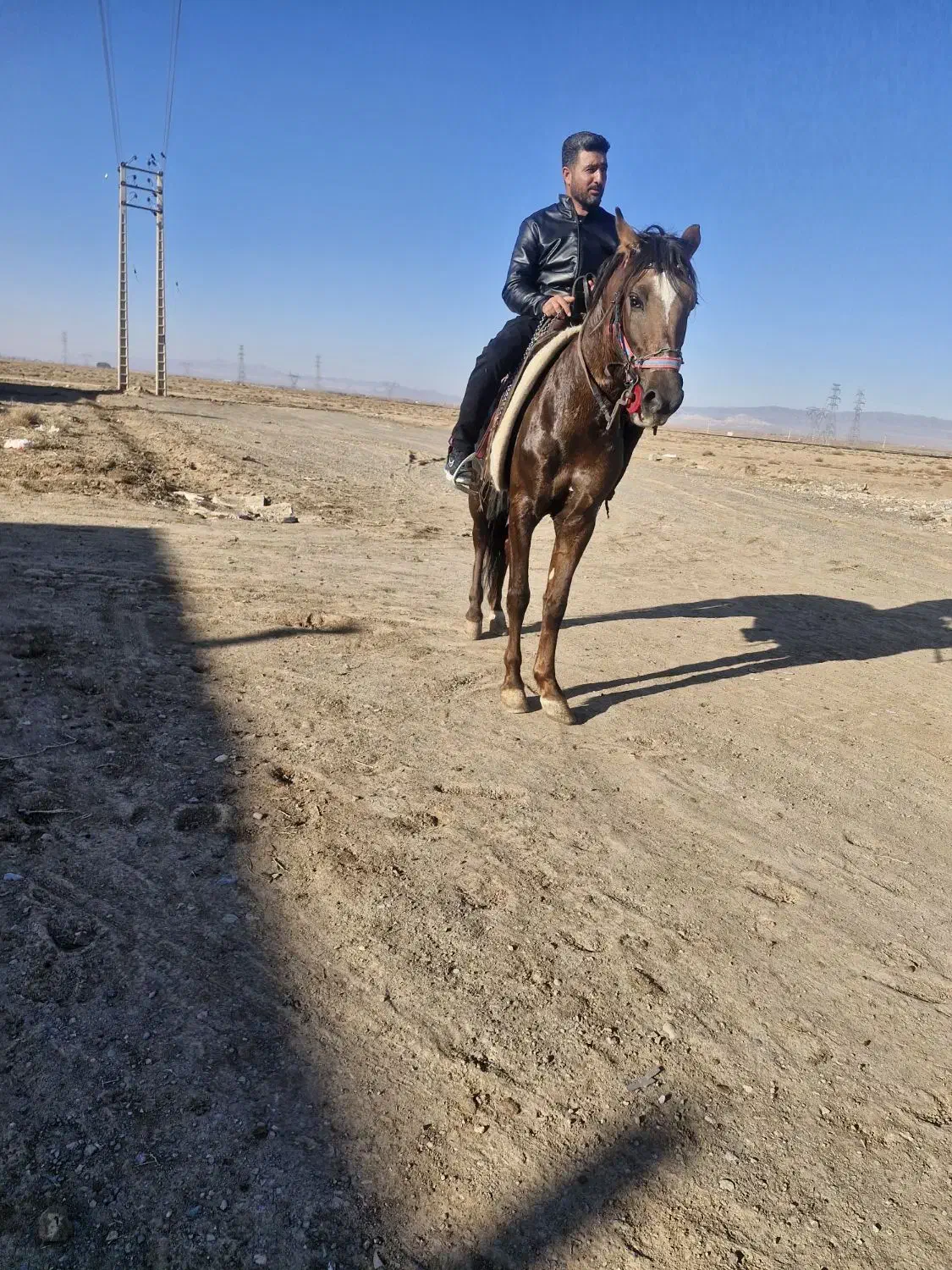 اسب یورقه|اسب و تجهیزات اسبسواری|تربت جام, بوستان وحدت|دیوار