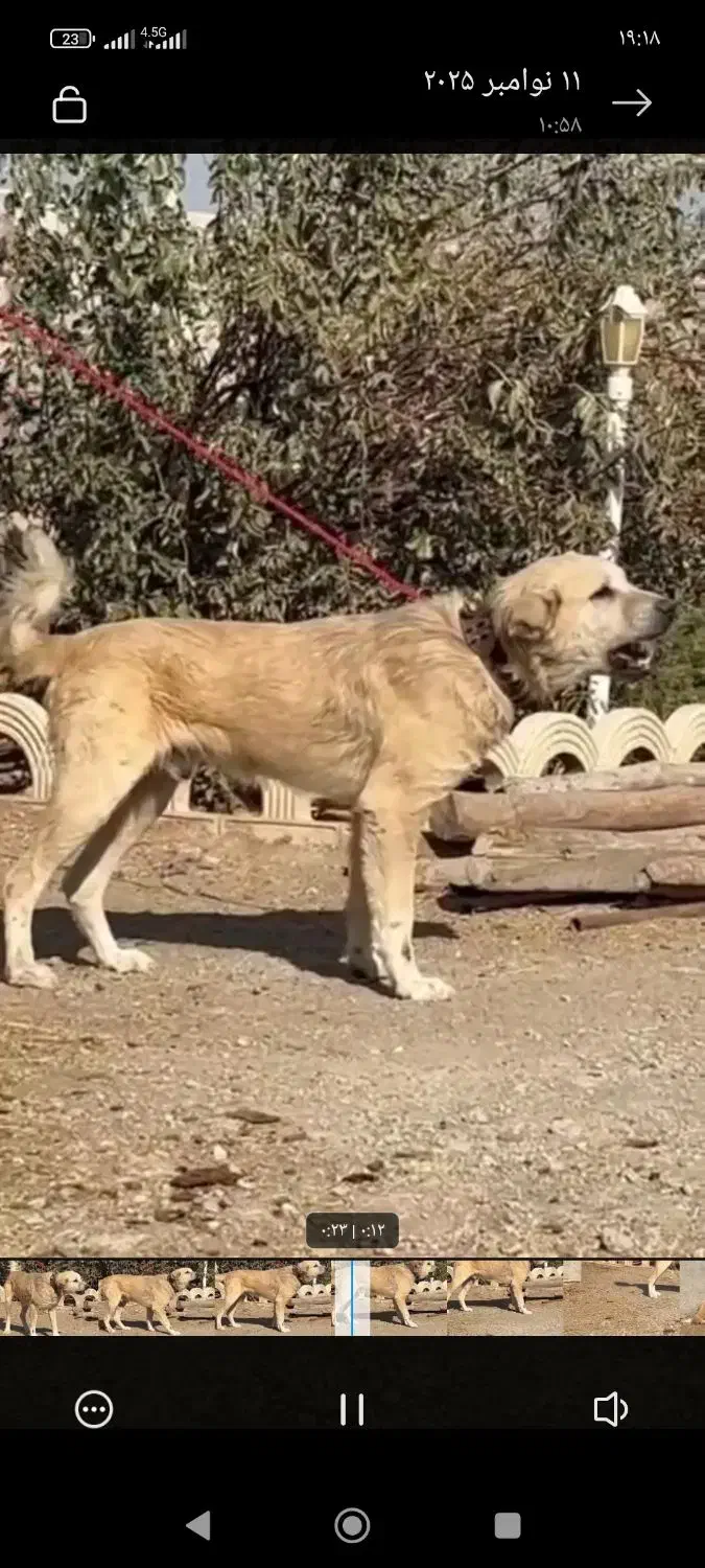 دو قلاده نگهبان|سگ|صفادشت, |دیوار