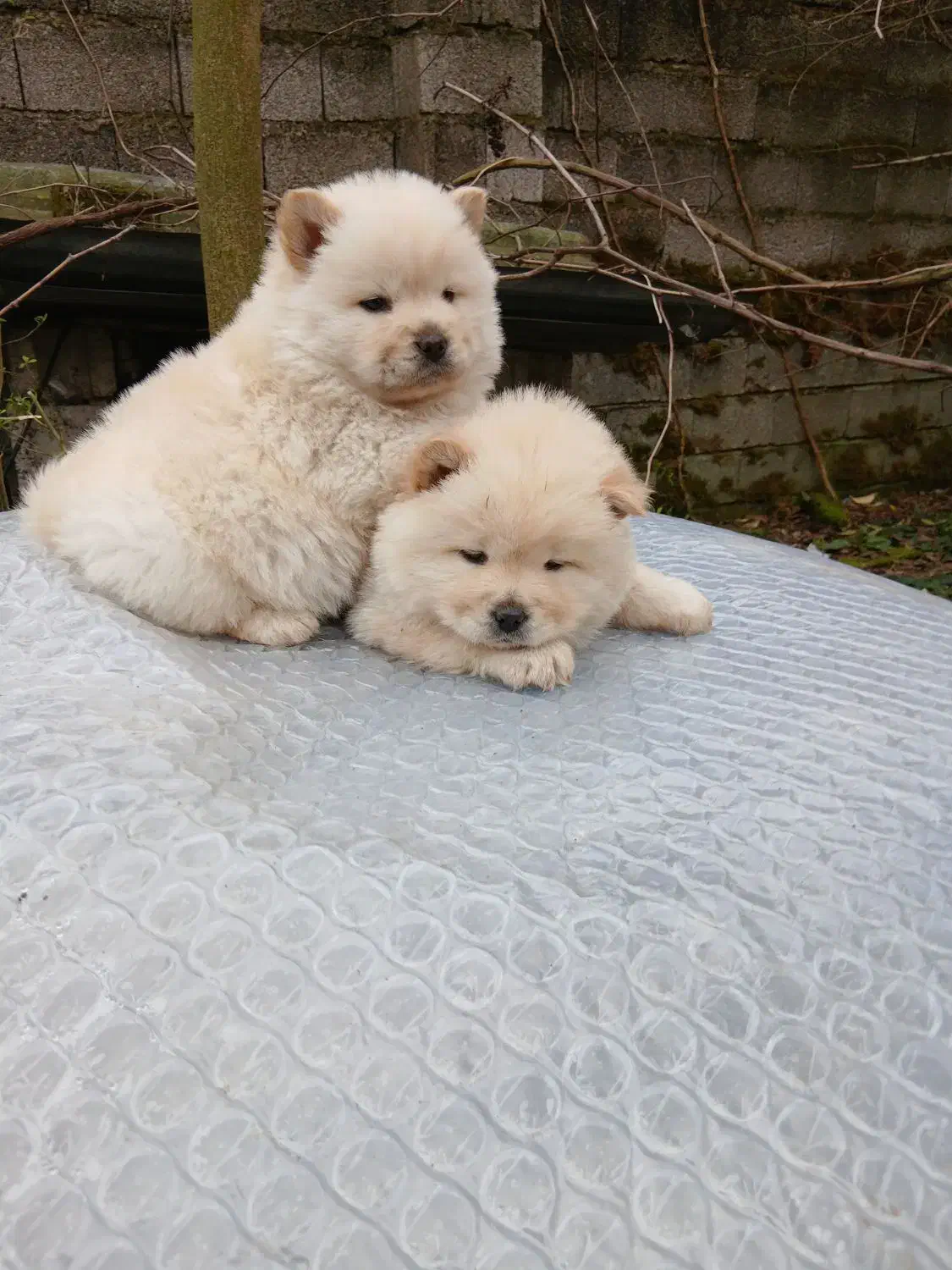 توله چاو چاو|سگ|سنگر, |دیوار