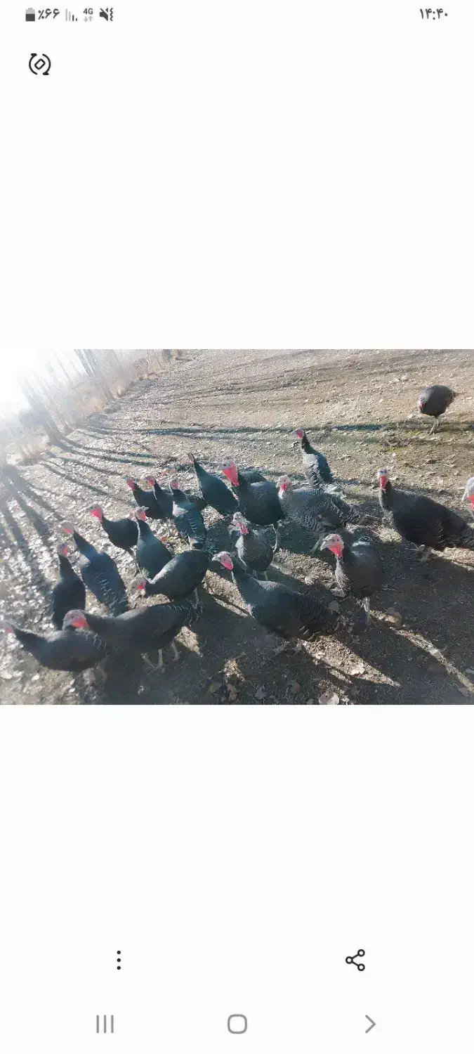 بوقلمونهای نر وماده هم تکی هم یکجا به فروش می رسد|حیوانات مزرعه|چالدران, |دیوار