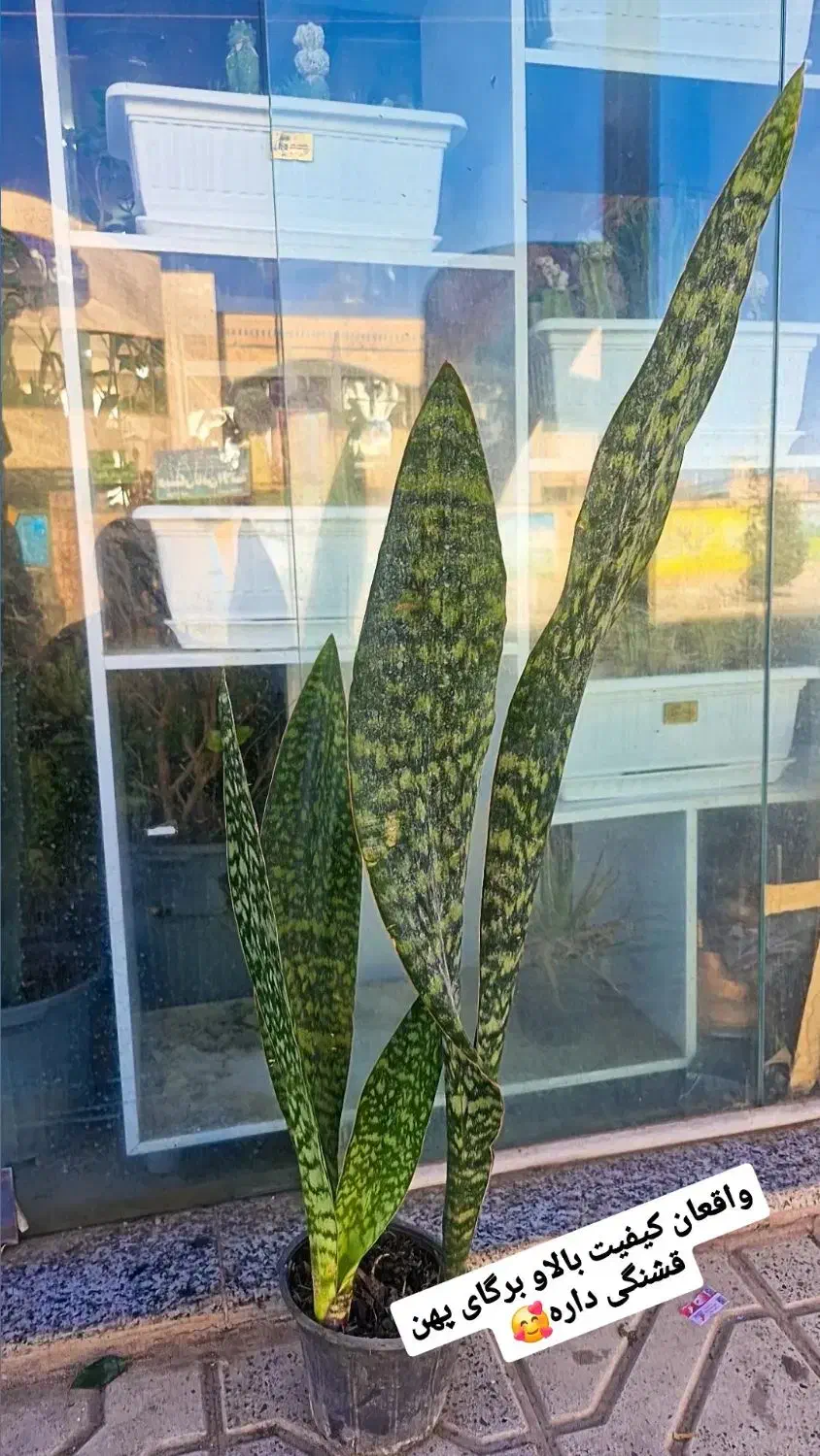 سانس پوست ماری|گل و گیاه طبیعی|بیرجند, |دیوار