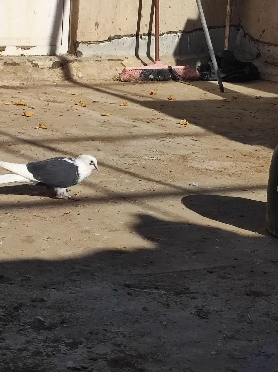 کفترفروشی|پرنده|یزد, |دیوار