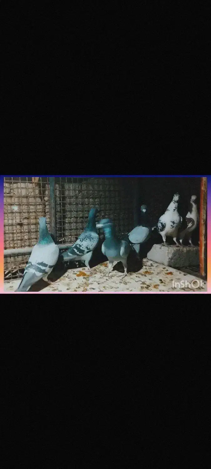 10عدد کبوتر جنگنده|پرنده|داراب, |دیوار