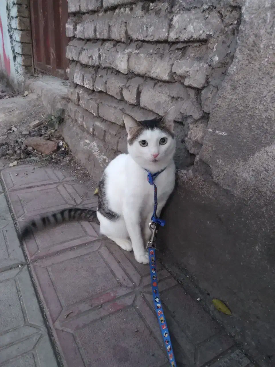 واگذاری|گربه|ساری, |دیوار