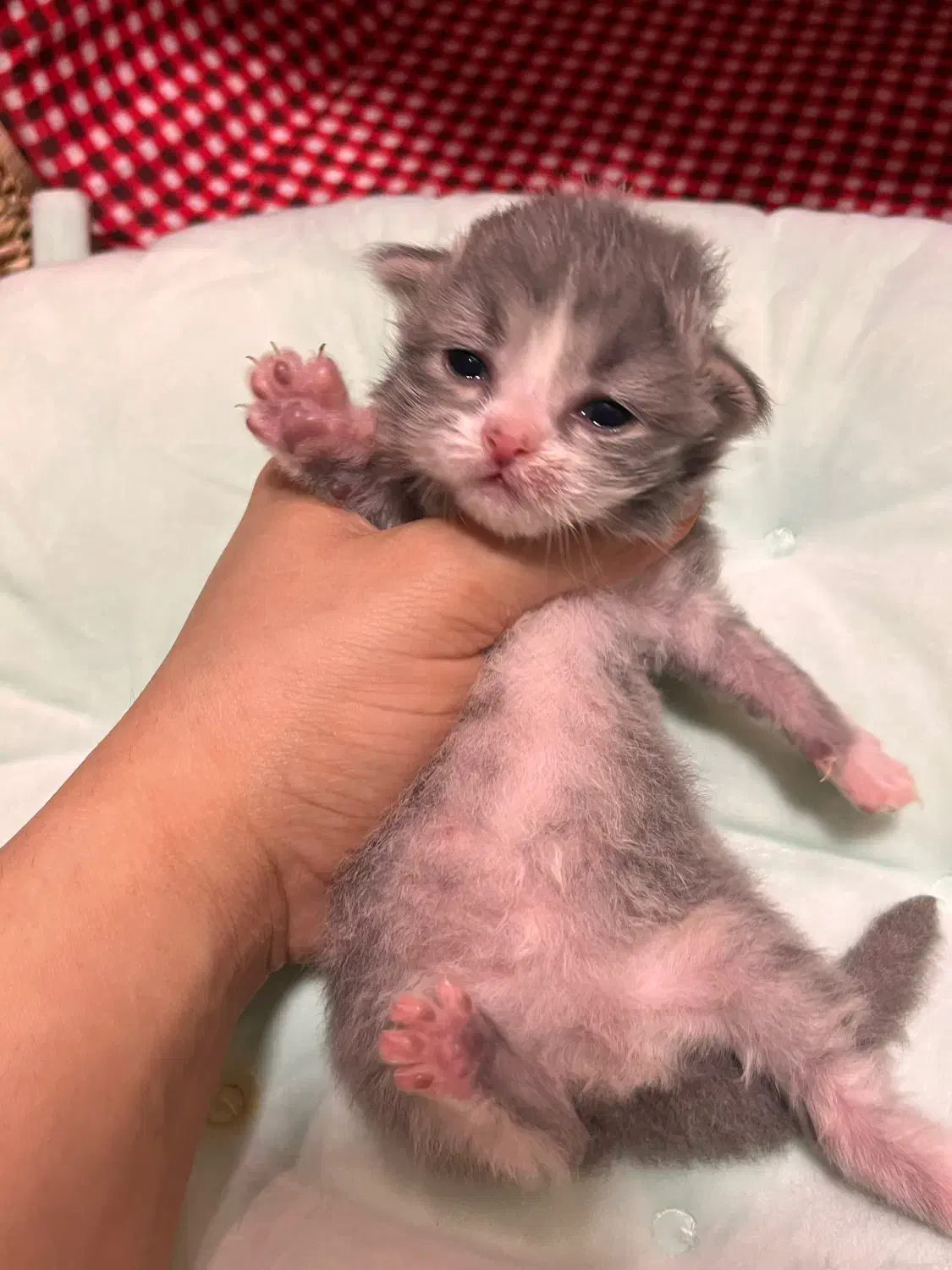 رزرو گربه ی ژاپنی بامزه|گربه|رامسر, |دیوار