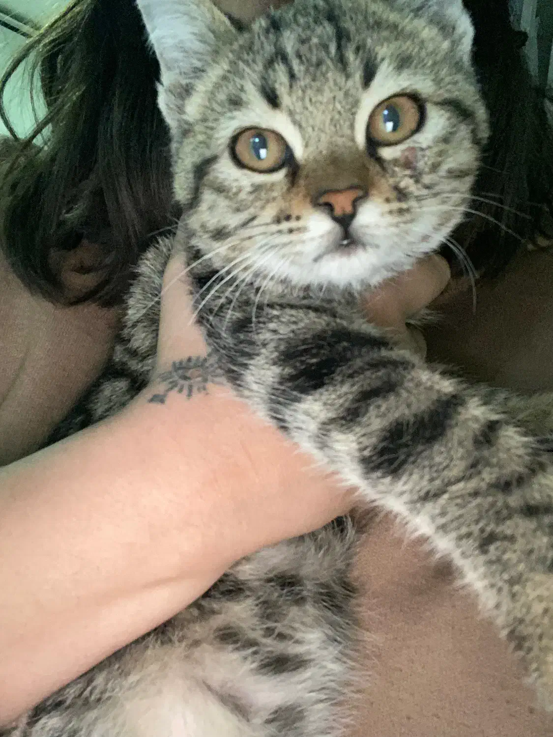 واگذاری گربه نر ۲ماهه|گربه|شیراز, دینکان|دیوار