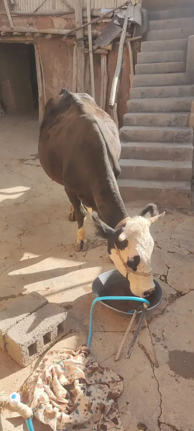 گوساله سمیتال ماده فروشی|حیوانات مزرعه|دهگلان, |دیوار