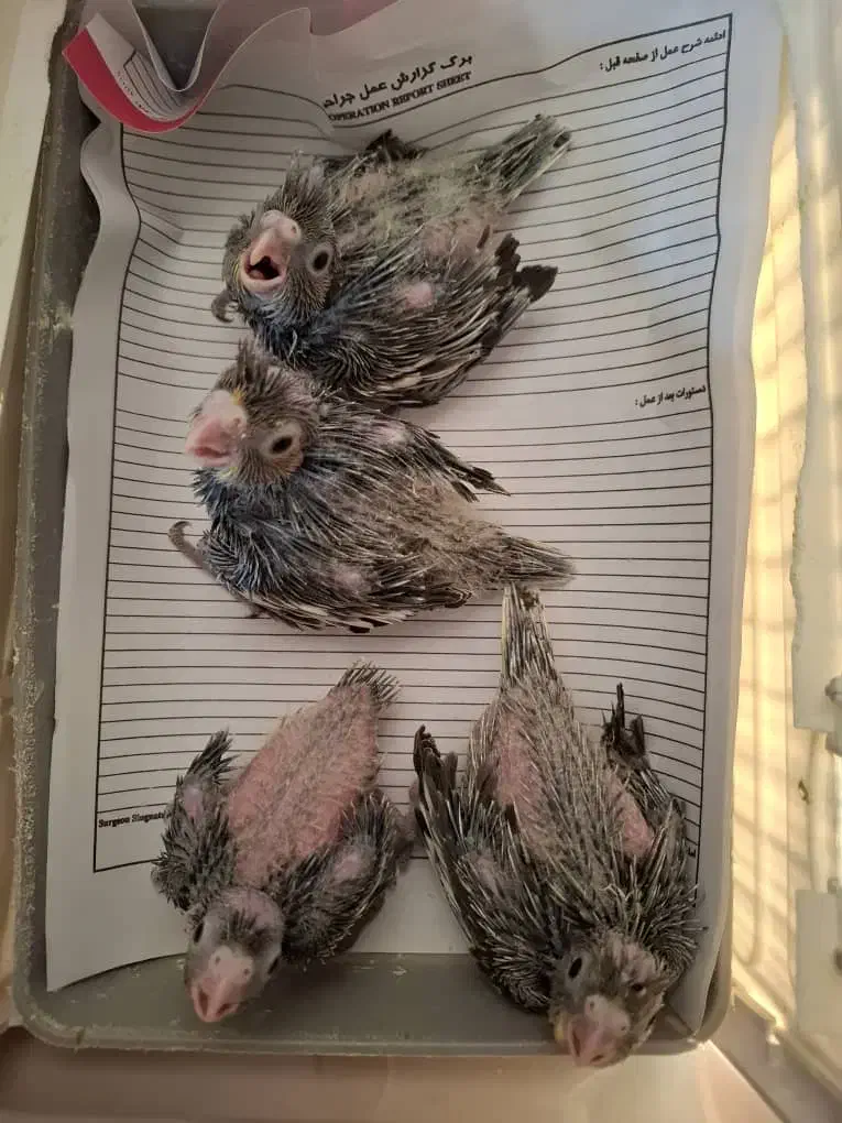 عروس سرلاکی|پرنده|صحنه, |دیوار