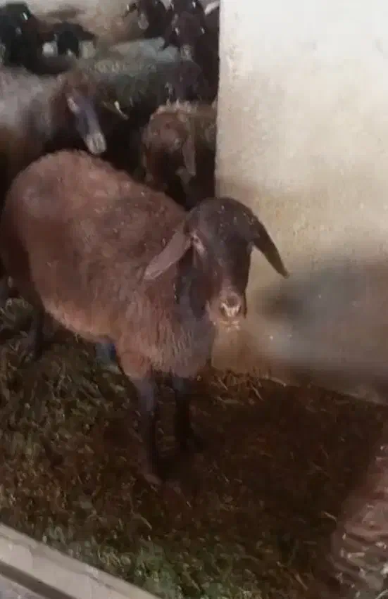 میش و بره|حیوانات مزرعه|شاهرود, |دیوار