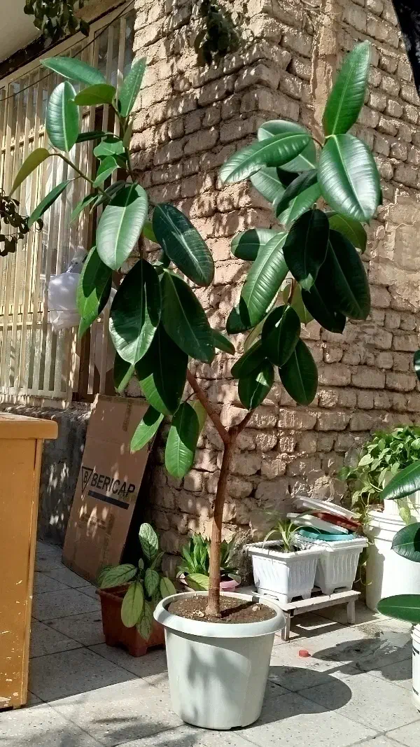 گل طبیعی|گل و گیاه طبیعی|چناران, |دیوار