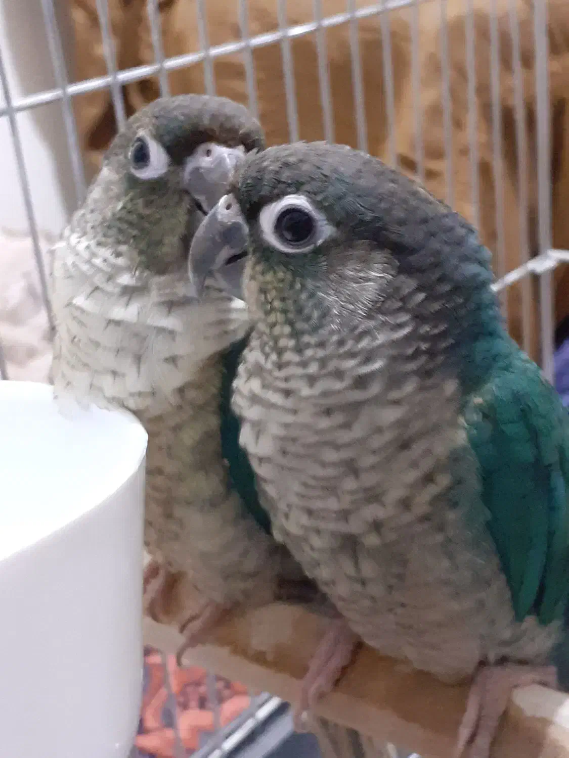 گرنچیک تراکویست|پرنده|کرج, عظیمیه|دیوار