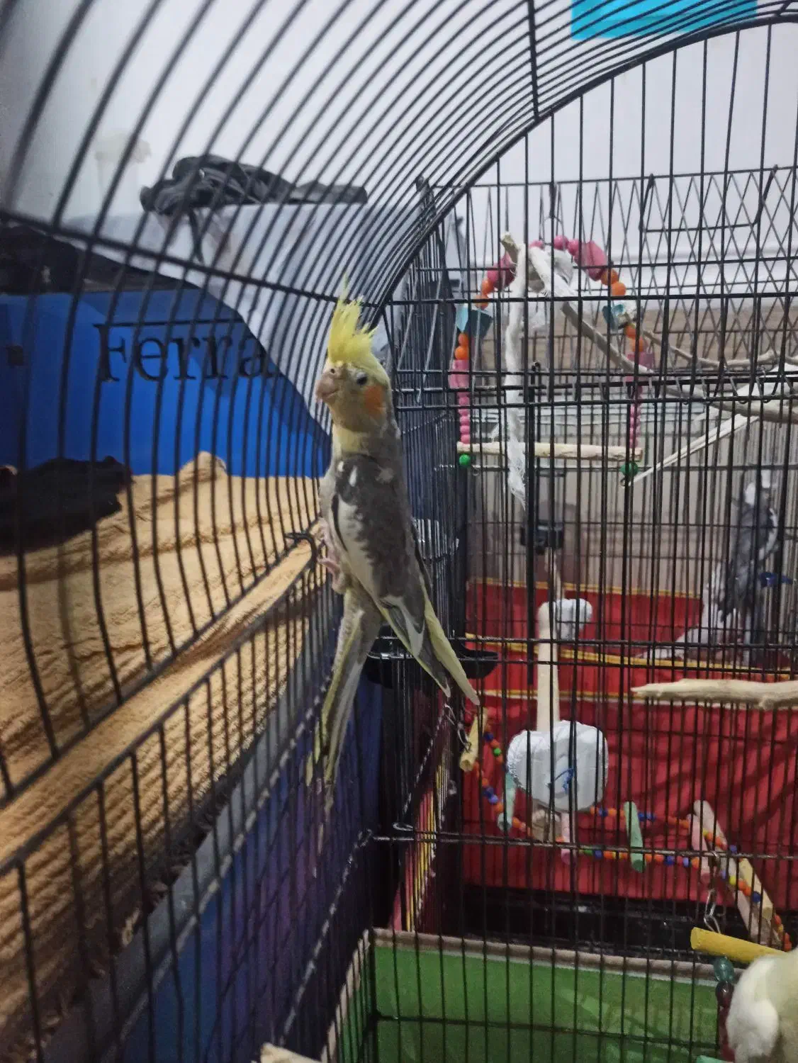 عروس هلندی|پرنده|سوسنگرد, |دیوار