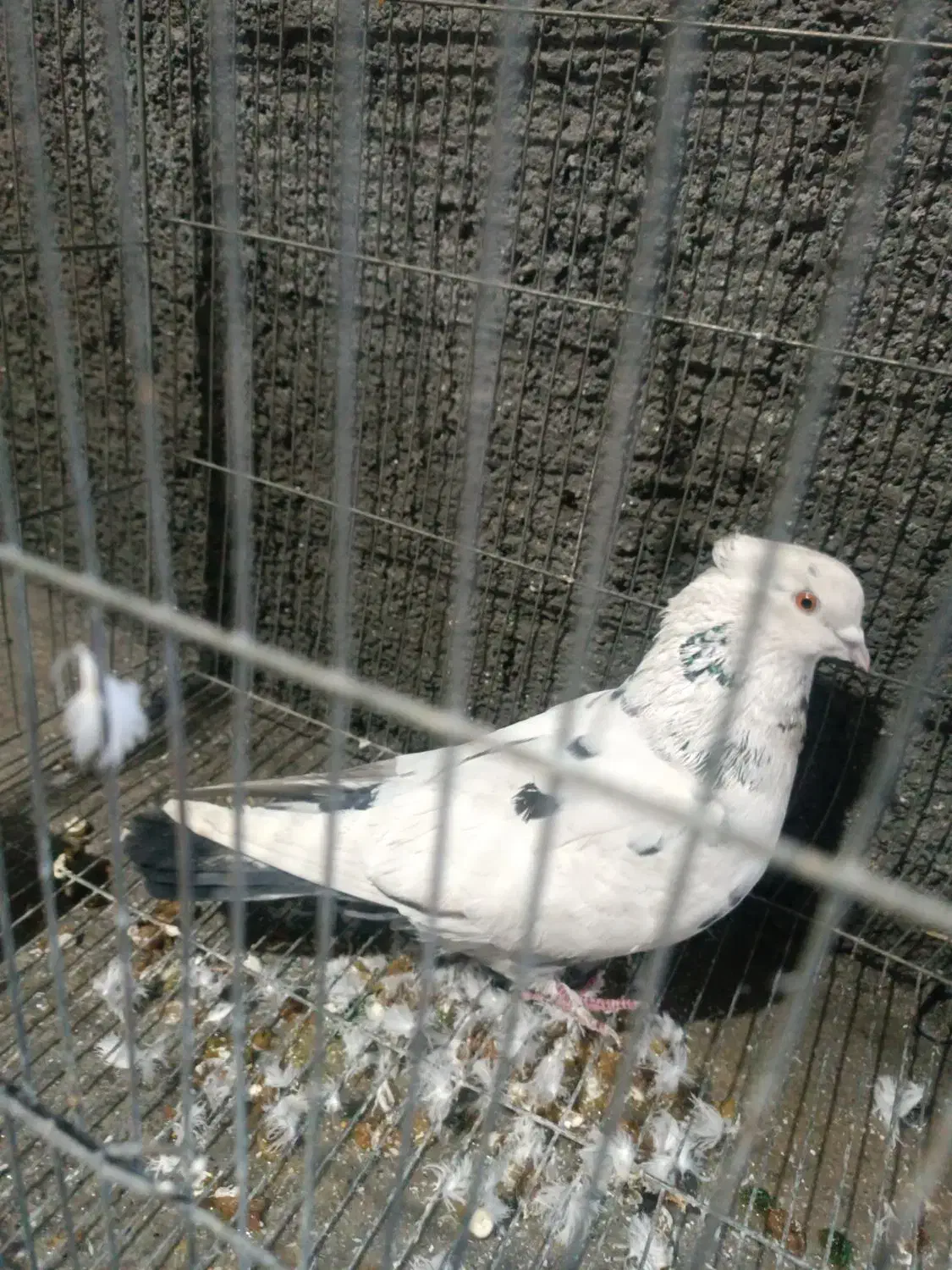 کبوتر پرشی و دم چتری و یال مشکی|پرنده|مبارکه, |دیوار