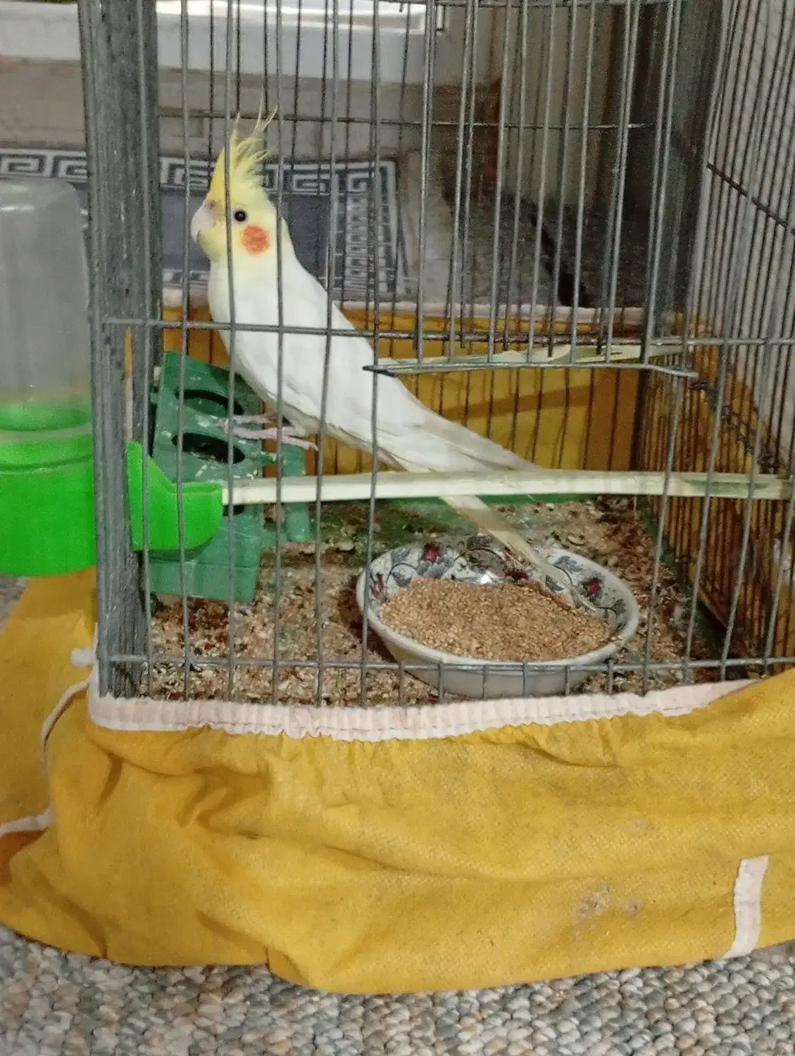 عروس هلندی|پرنده|شیراز, گلکوب|دیوار