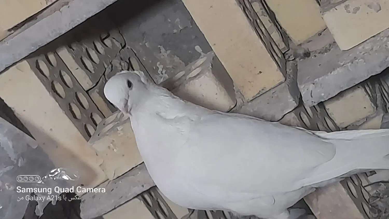 کفتر سفید شیرازی|پرنده|پیر بکران, |دیوار