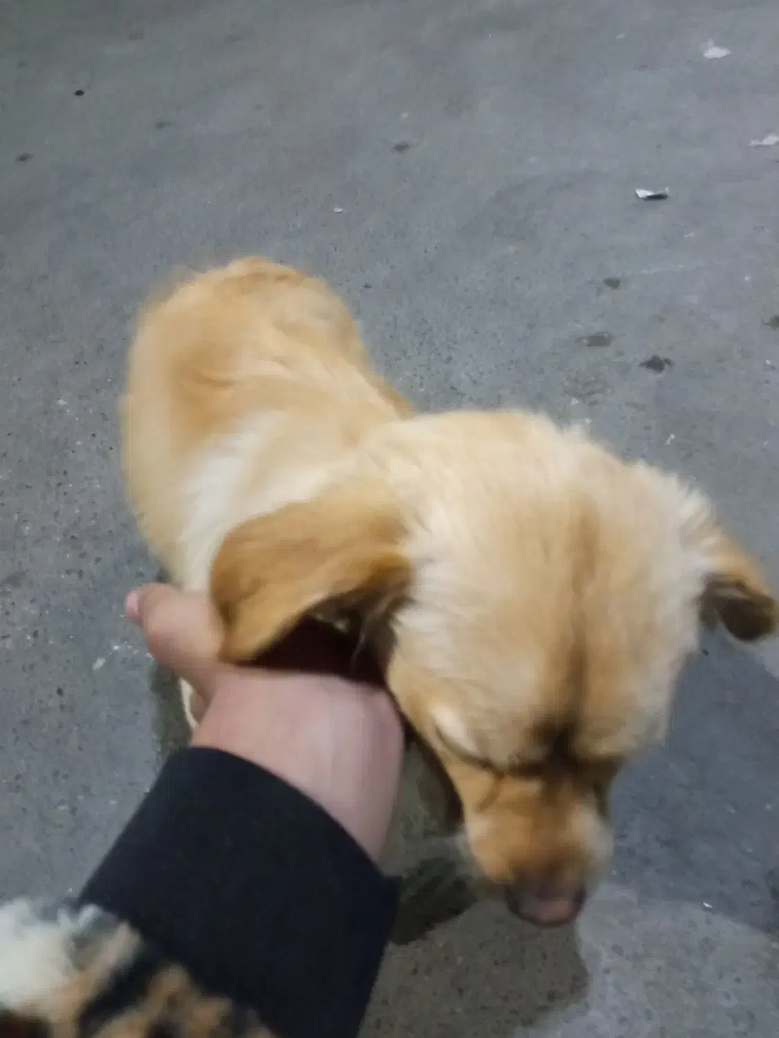 سگ باهوش و بامزه و حرف گوش کن|سگ|بهارستان, |دیوار