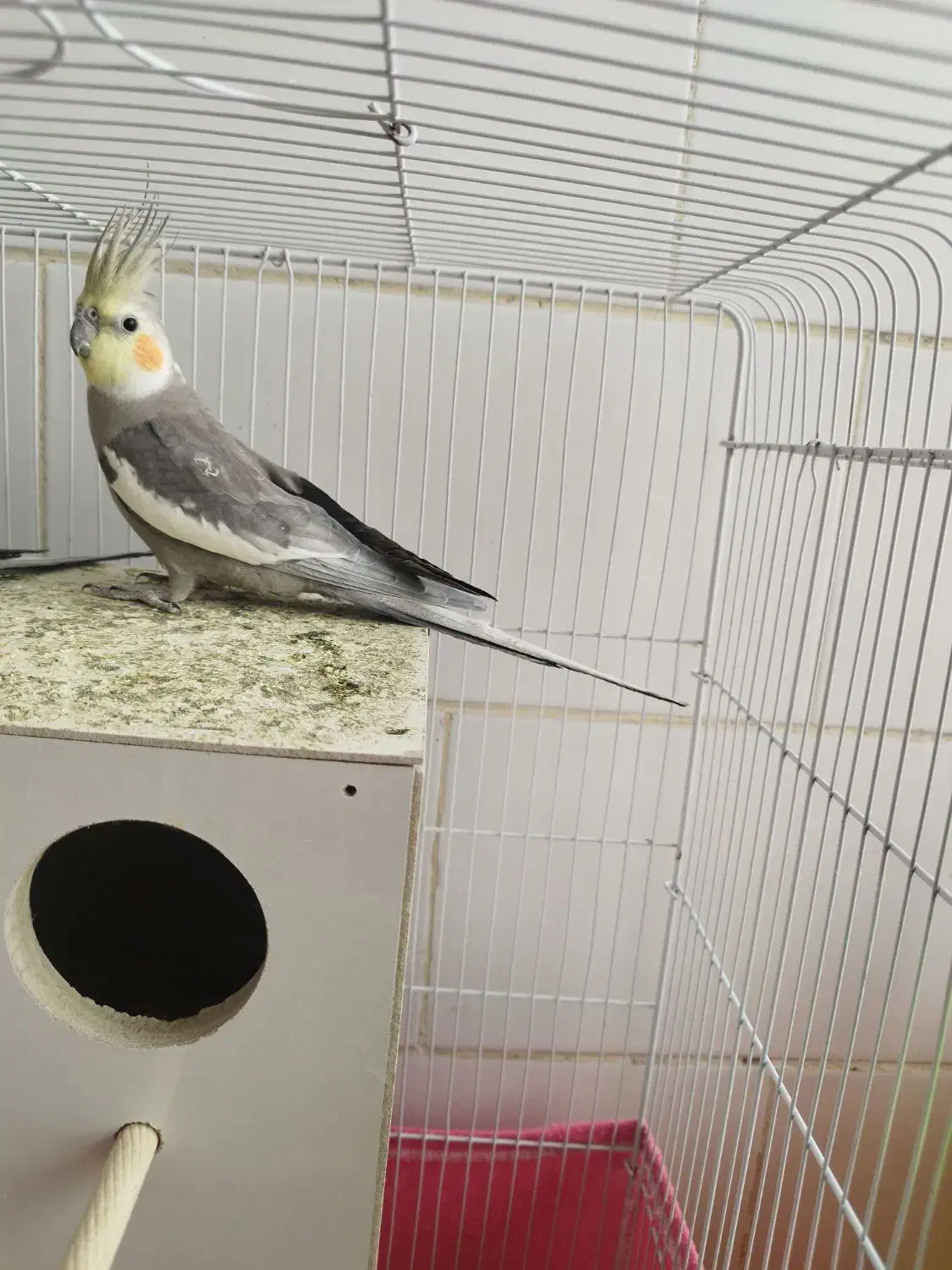 عروس هلندی|پرنده|بافت, |دیوار