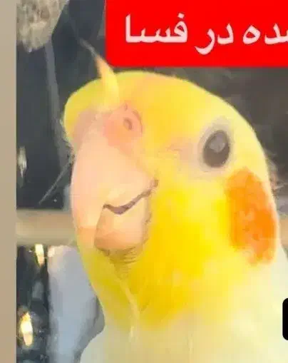 گمشده|حیوانات|فسا, |دیوار