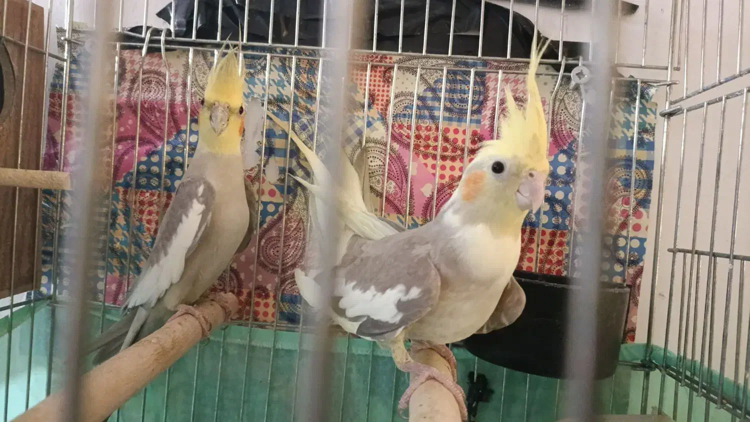 عروس هلندی|پرنده|تاکستان, |دیوار