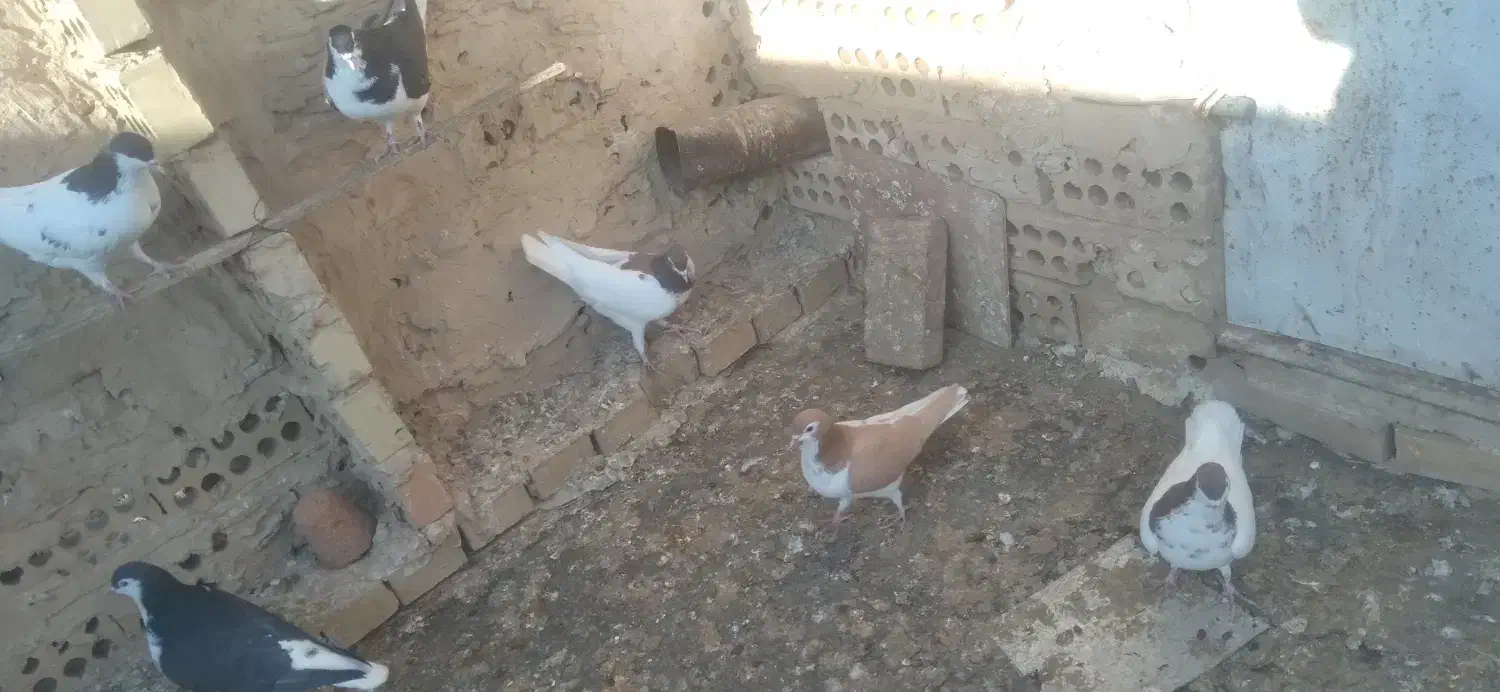 کفتر افشون|پرنده|تربت جام, فاز ۳ فرهنگیان|دیوار