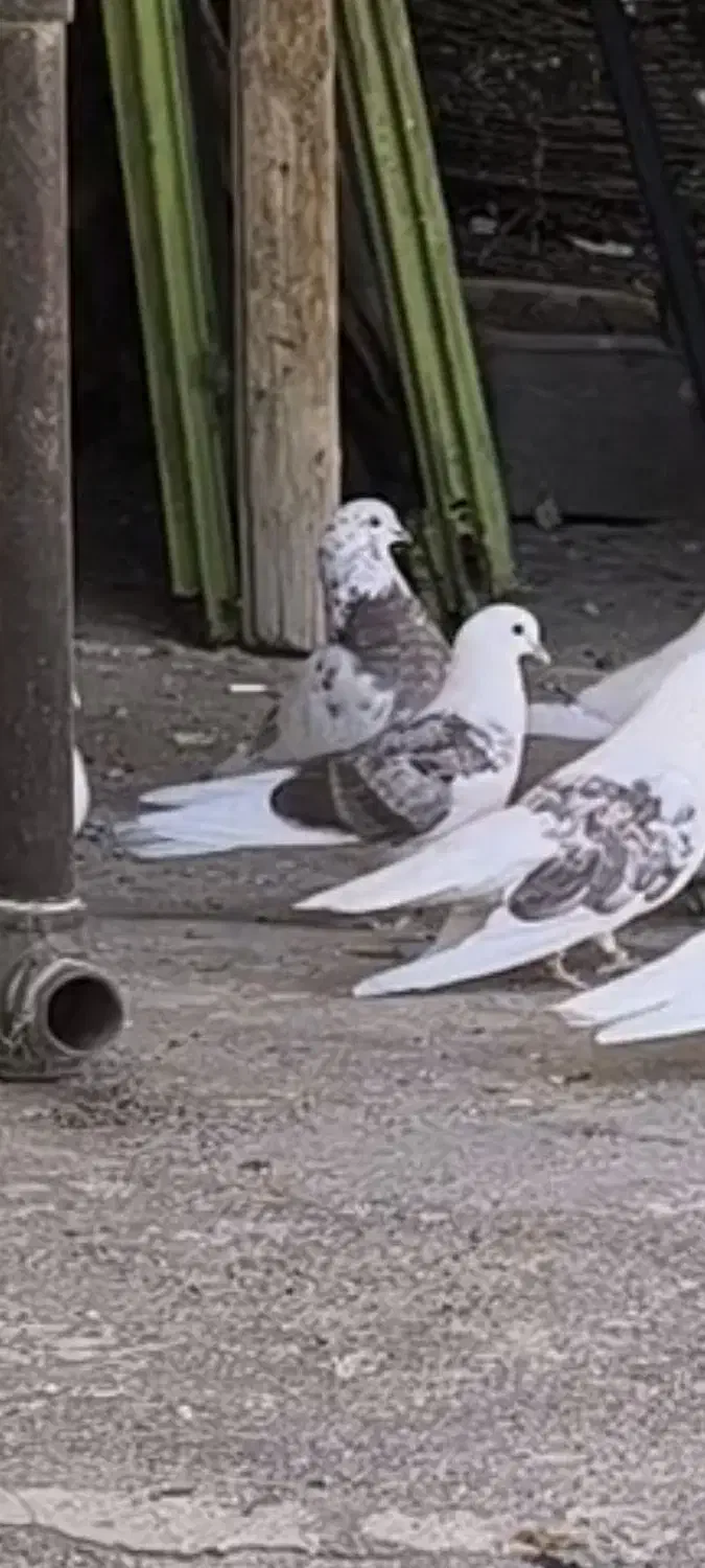 کبوتر|حیوانات|ایوان, |دیوار