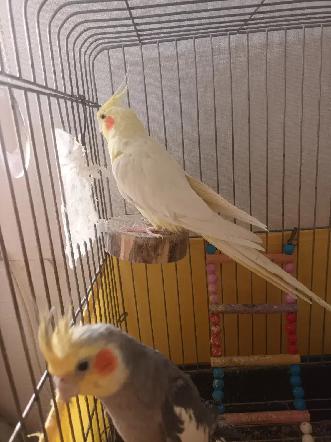 عروس هلندی دستی|پرنده|ری, جوانمرد قصاب|دیوار