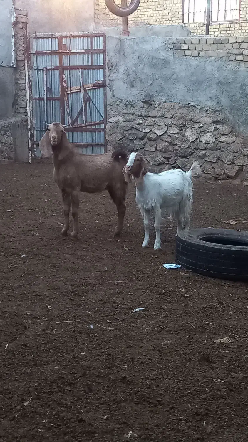 بزنژدی|حیوانات مزرعه|بروجرد, |دیوار