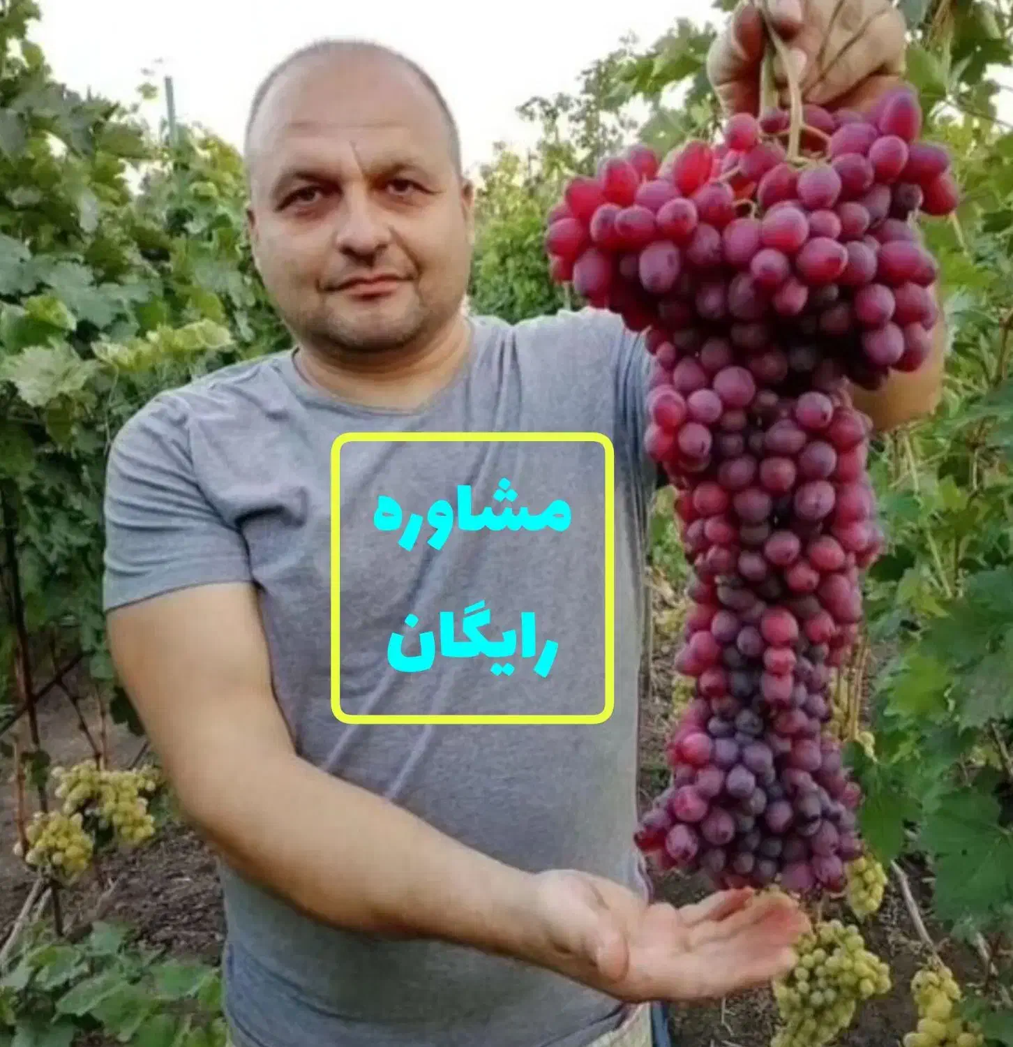کود کشاورزی پایدار سبزینگی|خدمات باغبانی و درختکاری|قزوین, |دیوار