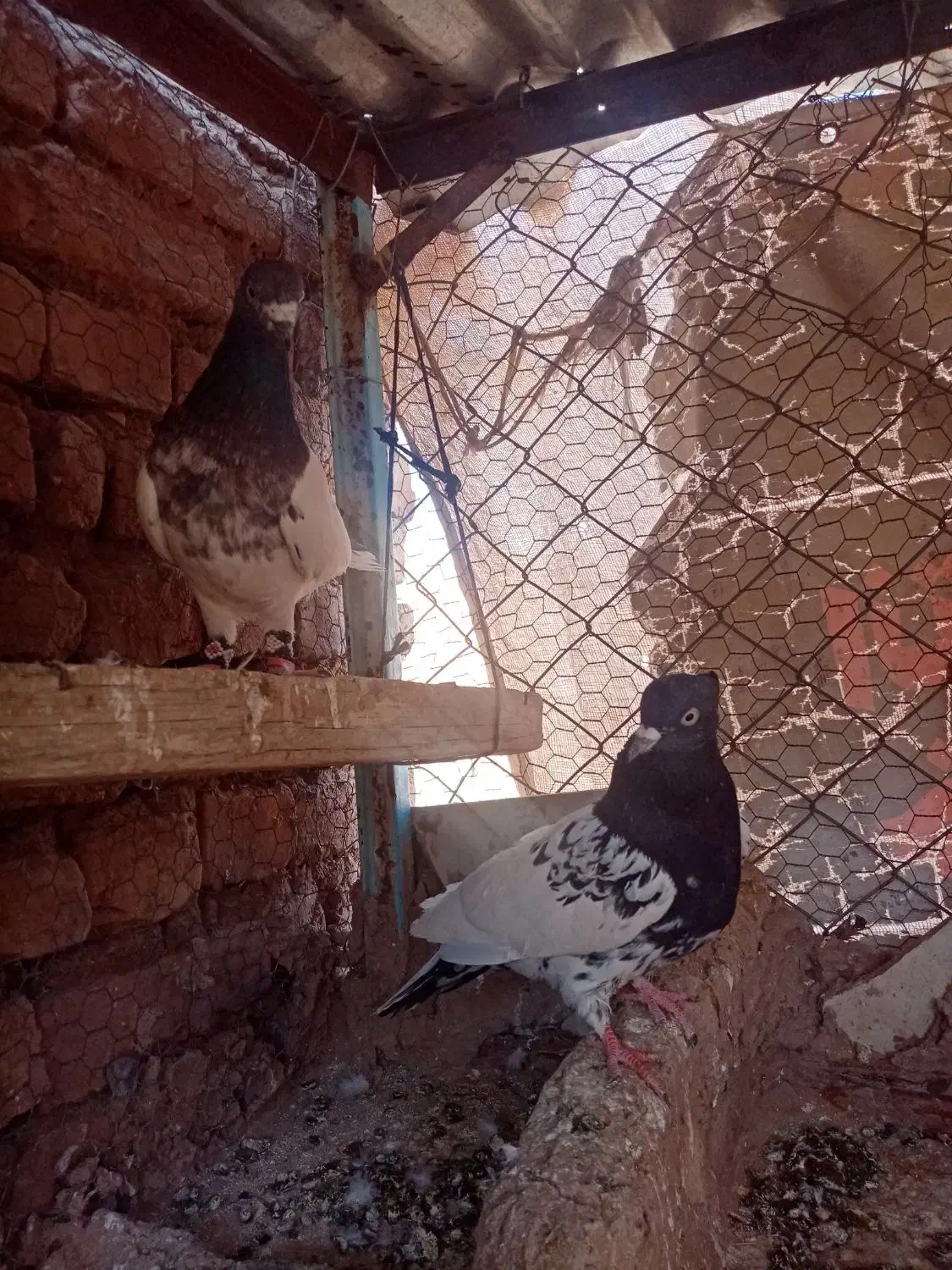 کفتر|پرنده|سبزوار, چهارراه فرودگاه|دیوار